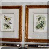A34. Framed insect prints.